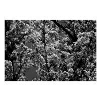 Black and White Monochrome Flowering Tree