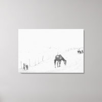 Black And White Monochrome Rural Wild Horses
