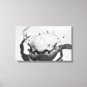 Black And White Monochrome Sea Ocean Crab  Canvas Print
