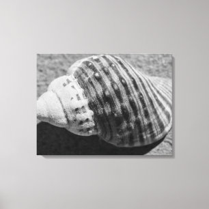 Black And White Monochrome Sea Ocean Shell Canvas Print