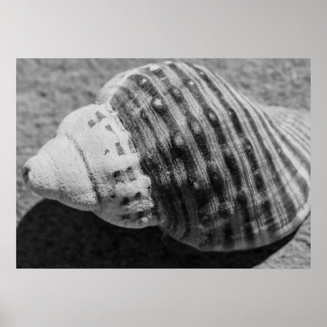 Black And White Monochrome Sea Ocean Shell Poster (Front)