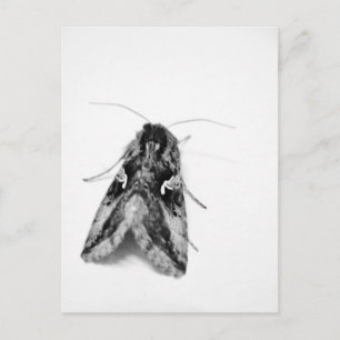 Black and white moth postcard