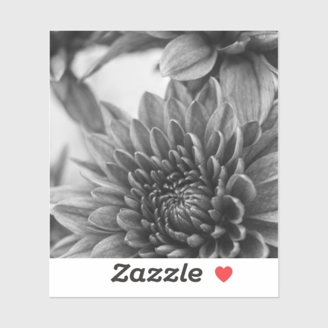 Black and White Mums (Sheet)