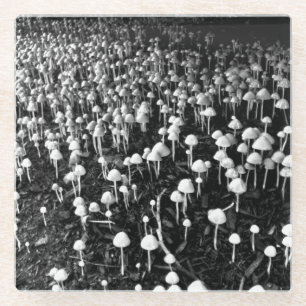 Black and White Mushroom Colony Photo Glass Coaster