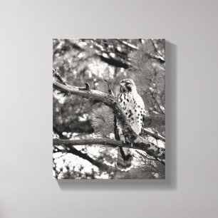 Black and White Nature Red Shouldered Hawk Canvas Print