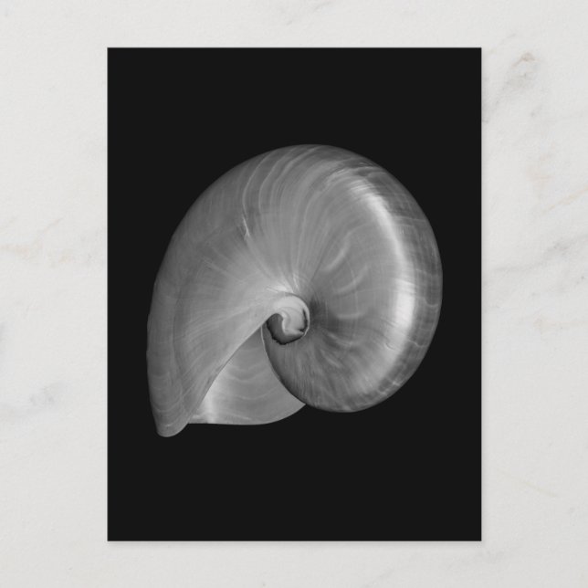 Black and White Nautilus Shell Postcard (Front)
