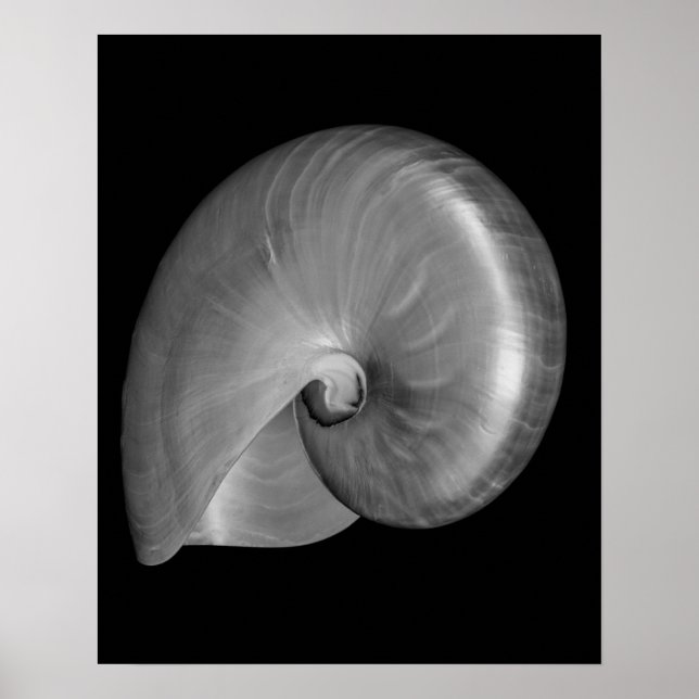 Black and White Nautilus Shell Poster (Front)