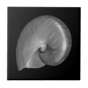Black and White Nautilus Shell Tile
