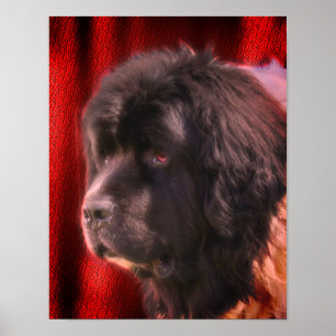 Black And White Newfoundland Dog Face  Poster