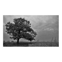 Black and White Oak Tree Poster Print