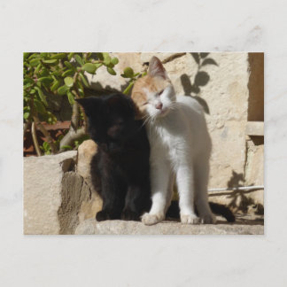 Black and white-orange cute kittens postcard