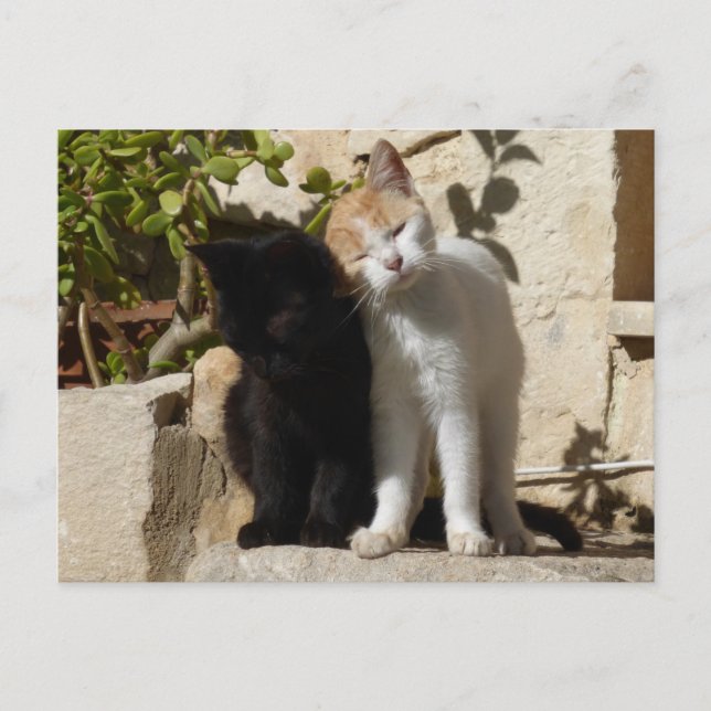 Black and white-orange cute kittens postcard (Front)