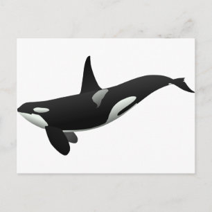 Black and White Orca Killer Whale Postcard