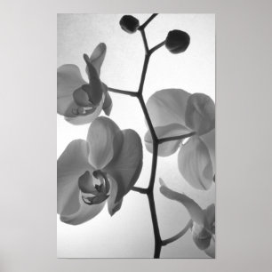 Black and White Orchids on the Stem Poster