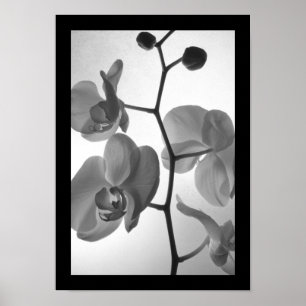 Black and White Orchids on the Stem Poster