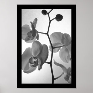 Black and White Orchids on the Stem Poster