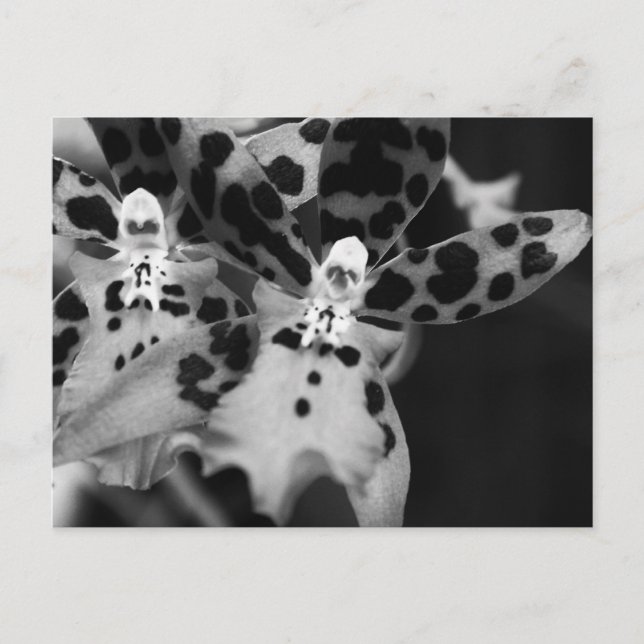Black and White Orchids Postcard (Front)