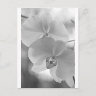 Black and White Orchids Postcard