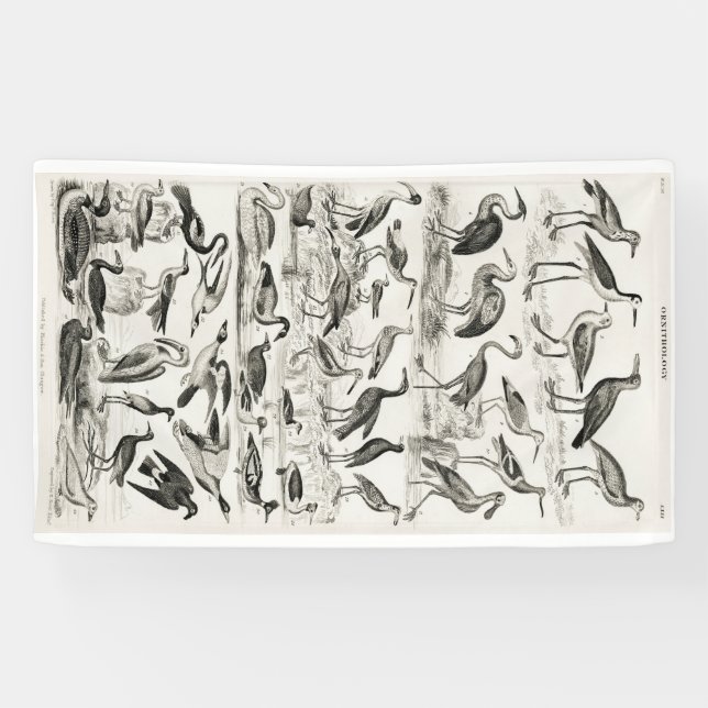 Black and white Ornithology Bird Collection Banner (Horizontal)