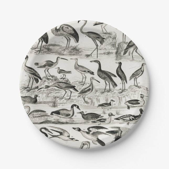 Black and white Ornithology Bird Collection Paper Plate (Front)
