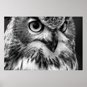 Black and White Owl Portrait Poster