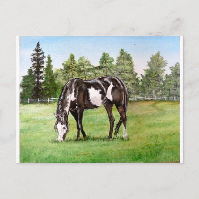 Black and White Paint horse/pony grazing in field Postcard (Front)