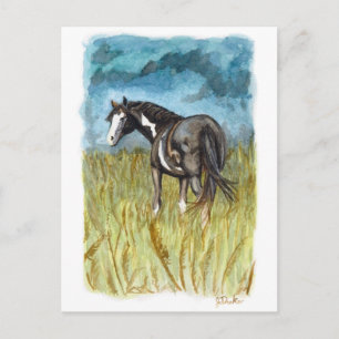 Black and White Paint Horse Watercolor Art Postcard