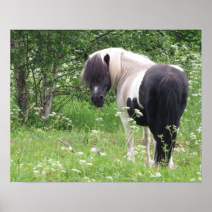Black and White Paint Pony in Grass and Flowers Poster