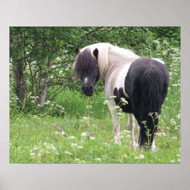 Black and White Paint Pony in Grass and Flowers Poster (Front)