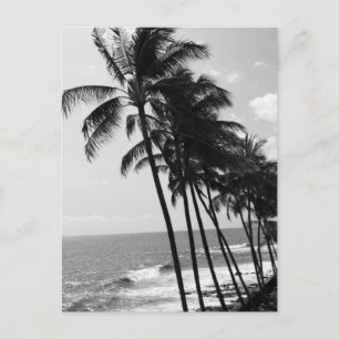 Black and White Palm Trees Postcard