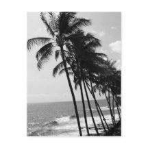 Black and White Palm Trees