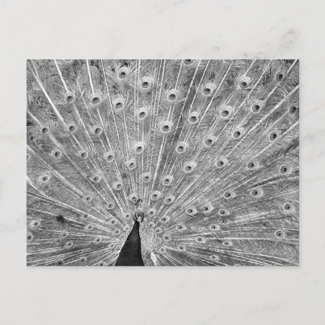Black and White Peacock Display Postcard (Front)
