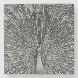 Black and White Peacock Stone Coaster