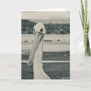 Black and White Pelican Photograph Card