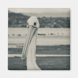 Black and White Pelican Photograph Magnet