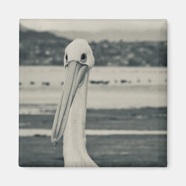 Black and White Pelican Photograph Magnet (Front)