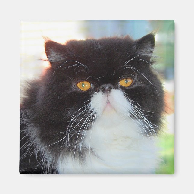 Black and White Persian Cat Magnet (Front)