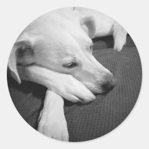 Black and White Photo of a Beautiful Dog Sleeping Classic Round Sticker