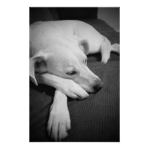Black and White Photo of a Beautiful Dog Sleeping
