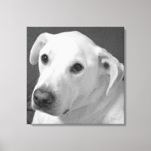 Black and White Photo of a Beautiful Soulful Dog Canvas Print