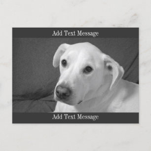 Black and White Photo of a Beautiful Soulful Dog Holiday Postcard