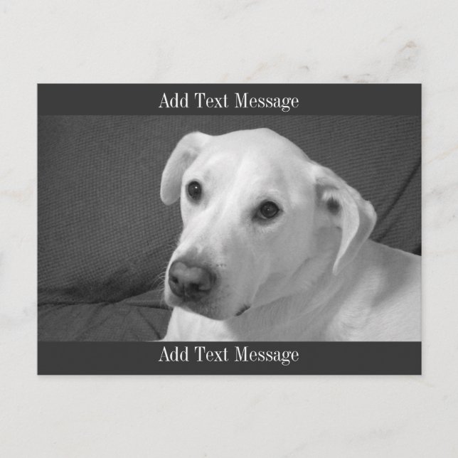 Black and White Photo of a Beautiful Soulful Dog Holiday Postcard (Front)