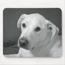 Black and White Photo of a Beautiful Soulful Dog