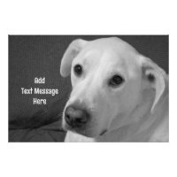 Black and White Photo of a Beautiful Soulful Dog