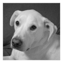 Black and White Photo of a Beautiful Soulful Dog