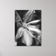 Black and white photo of a Clematis after a rain