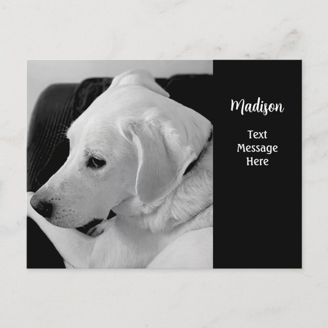 Black and White Photo of Beautiful White Dog Postcard (Front)