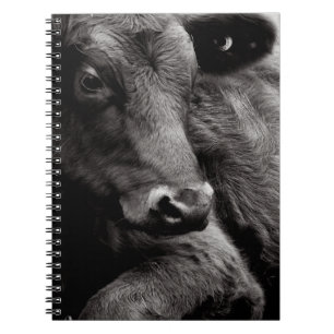 Black and White Photo of Black Angus Steer Notebook