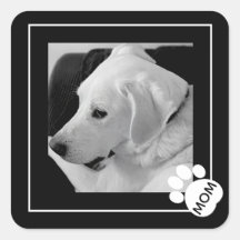 Black and White Photo of Cute Dog Mum Paw