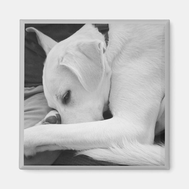Black and White Photo of Cute Dog Resting with Dad Magnet (Front)